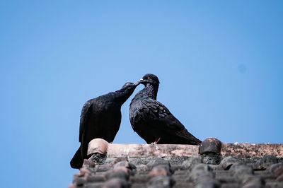 Low angle view of birds perching on rock against clear blue sky