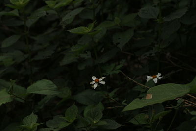 High angle view of flowering plants on plant