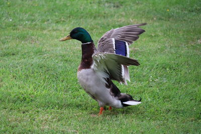 Side view of a bird on field