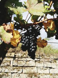 Close-up of grapes on tree