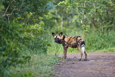 A painted dog standing on the road