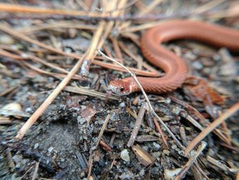 High angle view of insect on wood