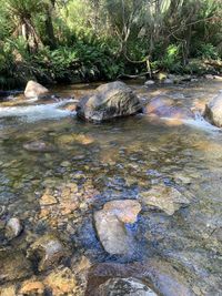 Stream flowing through rocks in forest