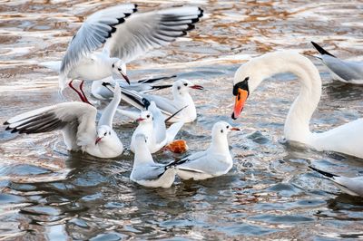 Swans swimming in lake