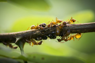 Close-up of insect on leaf