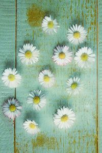 White flowers blooming outdoors