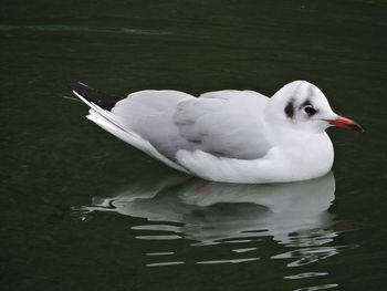 Close-up of swan swimming on lake