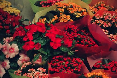 Close-up of red flowers