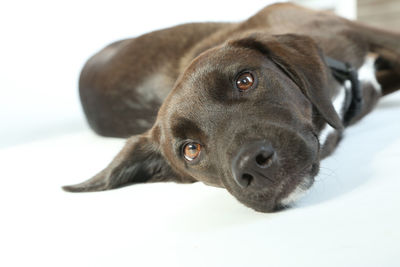 Close-up portrait of dog