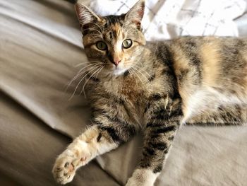 High angle portrait of a cat at home