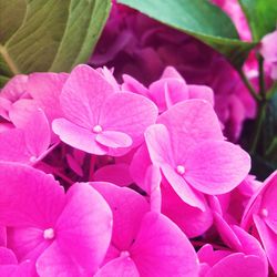 Close-up of pink flowers