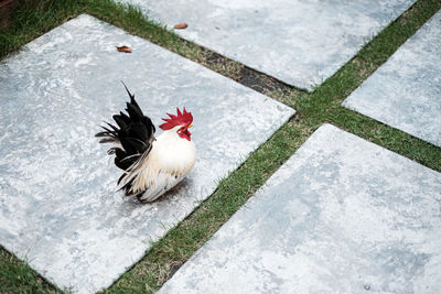 High angle view of rooster