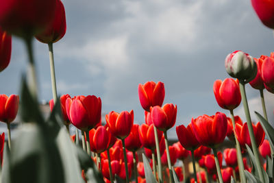 Close-up of red tulips against sky