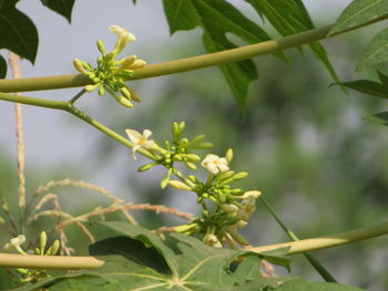 plant