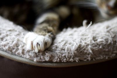 Cropped paw of cat resting in pet bed