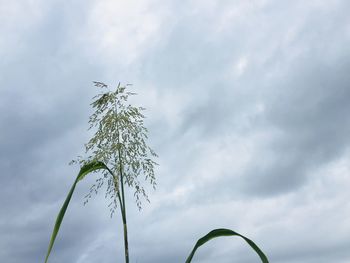 Low angle view of tree against sky