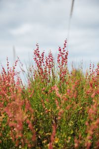 Close-up of flowering plants on field against sky