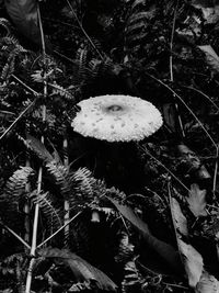 Close-up of mushrooms growing on field in forest