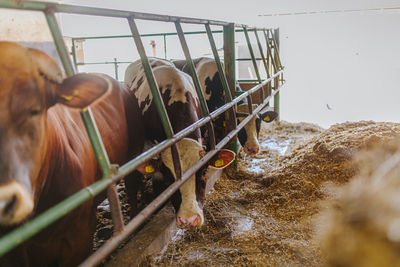 Cow standing in ranch