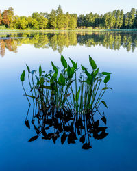 Reflection of tree in lake against sky