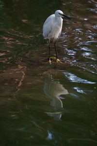 Bird perching on a lake