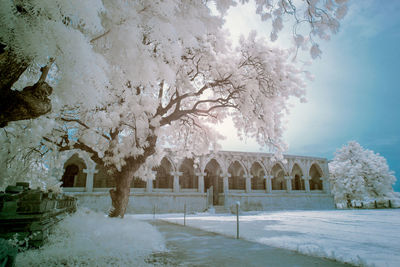 Snow covered cherry tree against sky