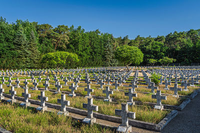 Plants growing in cemetery against clear sky