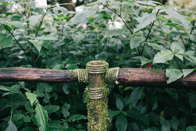 Close-up of rusty metal tied on tree