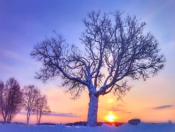 Silhouette bare tree against sky during sunset