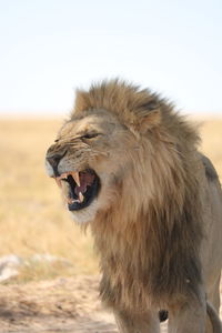 Close-up of lion against sky