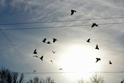 Low angle view of birds flying in sky