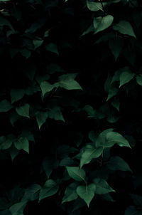 Full frame shot of flowering plant