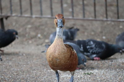 Close-up of a bird