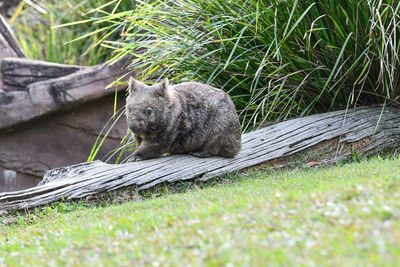 Cat relaxing on field