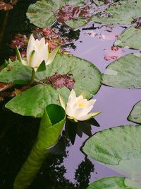 Lotus water lily in lake