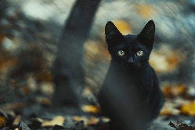 Portrait of black cat