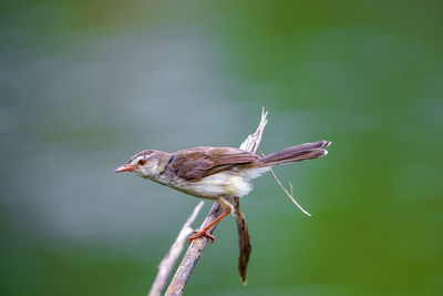 Close-up of bird perching on a plant