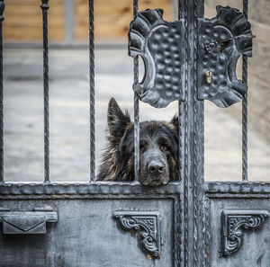 Close-up of dog by metal chain