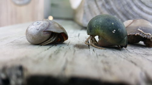 Close-up of snail on table