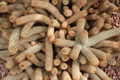 Full frame shot of food