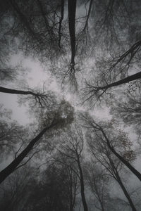 Low angle view of trees in forest against sky