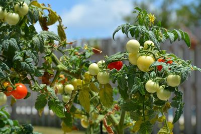 Close-up of cherry tomatoes growing in backyard vegetable garden