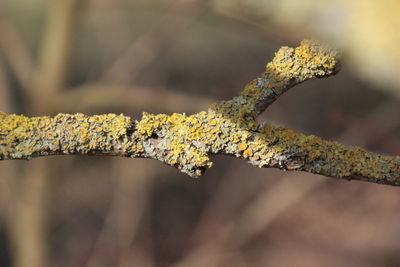 Close-up of yellow plant on branch