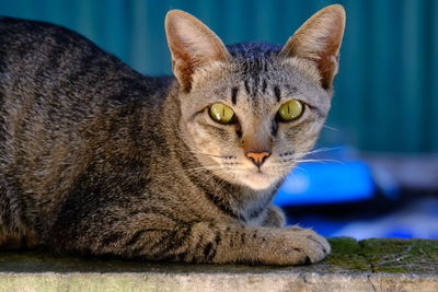 Close-up portrait of a cat resting