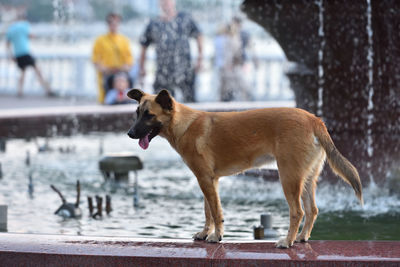 Dog standing in water