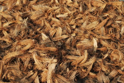 Full frame shot of dried plant