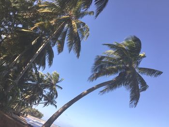 Low angle view of palm tree against clear sky