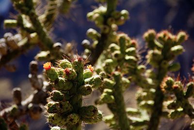 Close-up of flower growing on tree