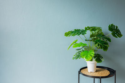 Close-up of potted plant on table against wall