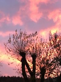 Low angle view of silhouette trees against sky during sunset